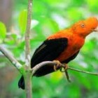 gallitosdelasrocas